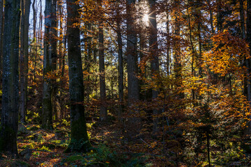 31.10.2021, GER, Bayern, Oberfrauenwald: Herbststimmung im bayerischen Wald.