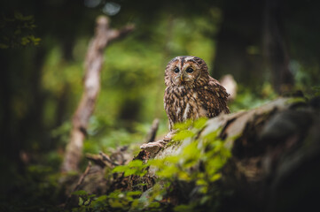 Tawny owl (Strix aluco) in dark forest. Tawny owl sits on dry tree. Tawny owl and forest background.