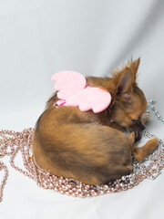 cute chihuahua puppy with pink wings angel costume
