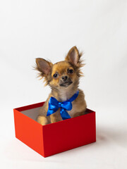 cute chihuahua puppy gift for new year and christmas with a bow in a box