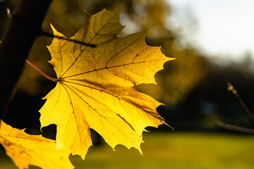 Yellow maple leaf. Natural autumn background. Landscape.