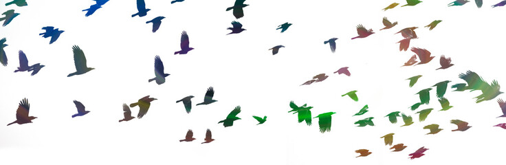 colored silhouettes of flying birds