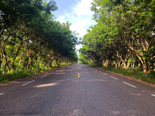 road in the woods