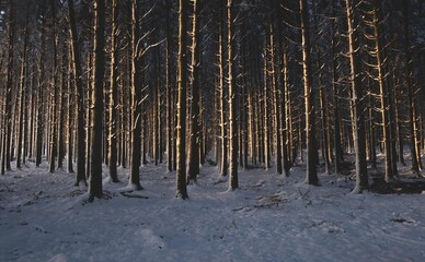 Sundown in snow covered woods