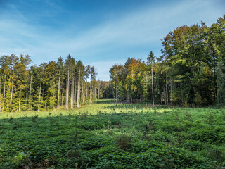Fototapeta na wymiar Wiederaufforstung durch anpflanzen von Jungbäumen im herbstlichen Mischwald