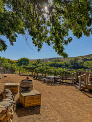 Scenic view of a vineyard