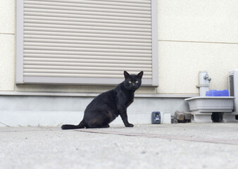 エジプト座りの黒猫　