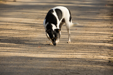mały pies wąchający coś na drodze, polska wieś © Andrzej Michaluk