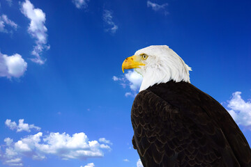 Aigle pygargue