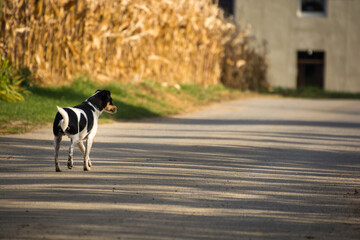 mały pies idący wiejska drogą, polska wieś © Andrzej Michaluk