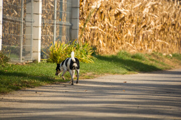 mały pies idący droga, wąchający coś w trawie, polska wieś - obrazy, fototapety, plakaty