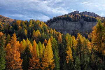 Larch forest in autumn, Dolomites, Italy