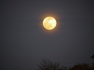Fototapeta na wymiar Full yellowsih moon with blurred power lines and tops of trees