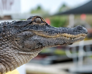 alligator in the everglades
