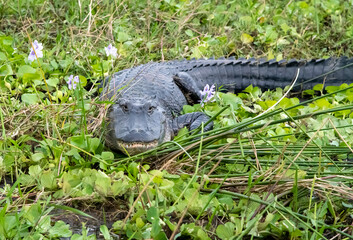 alligator in the everglades