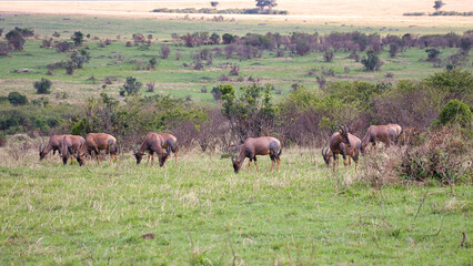 Fototapeta na wymiar A herd of topis, Damaliscus lunatus, in the landscape of the Maasai Mara in Kenya.
