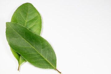 Fototapeta premium Close up of green bay leaves.