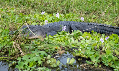 alligator in the grass