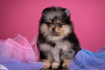 Puppy pomeranian spitz cute little dog on pink background