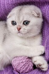 Fototapeta na wymiar Cute young silver lop-eared Scottish Fold as11 kitten sitting straight up. Cat is playing ball skeins of thread on f purple blanket. A breed of domestic cat with natural dominant-gene mutation.