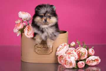 Puppy pomeranian spitz cute little dog on pink background sitting in gift box with rose flowers