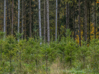 Obraz premium Wiederaufforstung im herbstlichen Mischwald