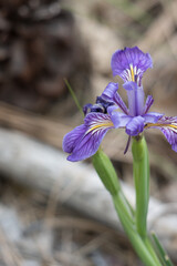 Purple flowering terminal determinate cyme inflorescence of Western Mountain Blue, Iris Missouriensis, Iridaceae, native perennial deciduous herb in Barton Flats, San Bernardino Mountains, Springtime.