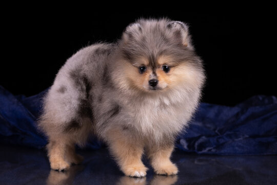 Puppy pomeranian spitz cute little dog on royal black background