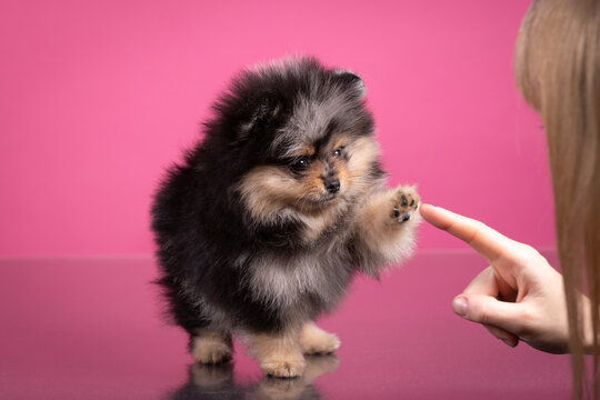 Puppy pomeranian spitz cute little dog on pink background play with human hand