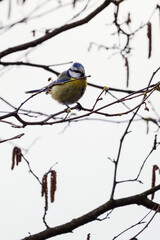 Blue Tit on a twig of hazelnut in the spring without leaves.