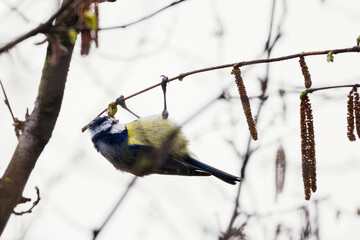 Blue Tit on a twig of hazelnut in the spring without leaves.