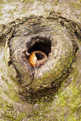 Hazelnut with a broken shell in the hollow of a tree.