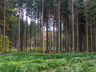 Wiederaufforstung im herbstlichen Mischwald