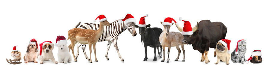 Cute goat isolated on white