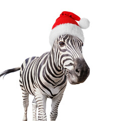 Burchell's zebra isolated on white