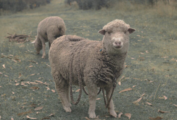 Animales del Páramos