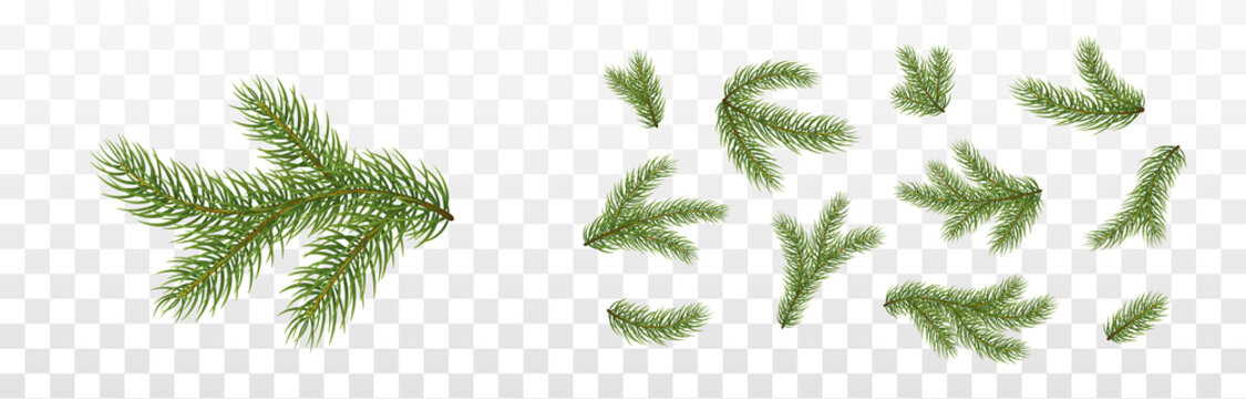 Fir branches isolated on transparent background. Pine, xmas evergreen plants elements. Vector Christmas tree green decoration set