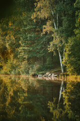 Lakeshore in the woods in bright morning light. High quality photo
