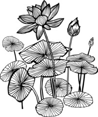 Vector black and white lotus tropical flowers and leaves water lily outlines illustration. Great colouring activity for kids and adults.