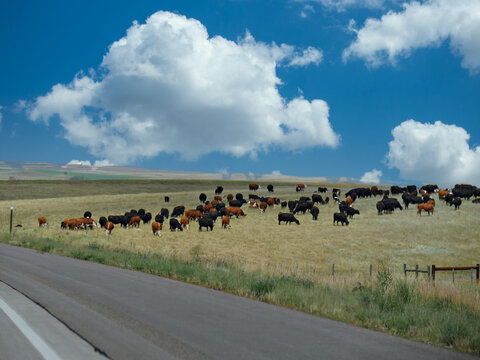 Herd of cows grazing on the roadside along U.S. Highway 44 in South Dakota.