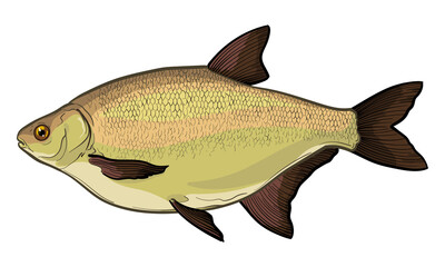 Bream fish, isolated on a white background. Color vector illustration of a fish.