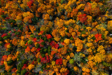Looking straight down at Fall colored trees in the hills of North Carolina.