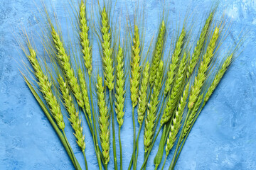 Green wheat spikelets on color background