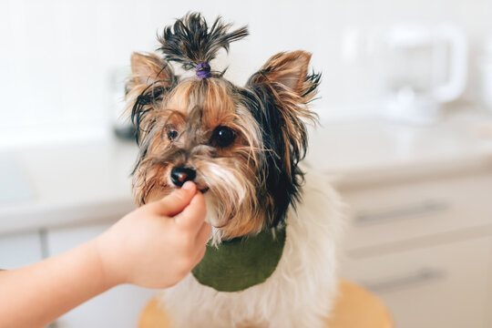 A child's hand feeds a Yorkshire Terrier dog in a white kitchen on a festive Christmas day.
