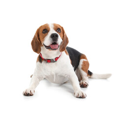 Cute Beagle dog lying on white background