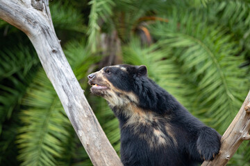 the beautiful and rare spectacled bear alone in fine detail with depth of field blur. Tremarctos ornatus