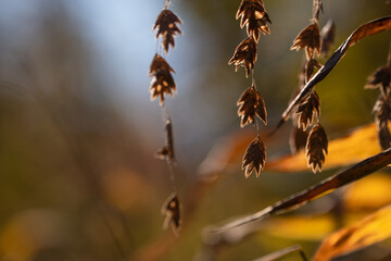 autumn wild plants