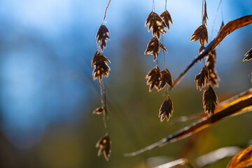 autumn wild plants