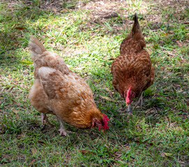 chickens