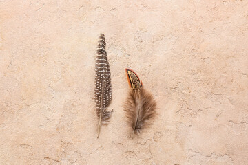 Beautiful pheasant feathers on beige background